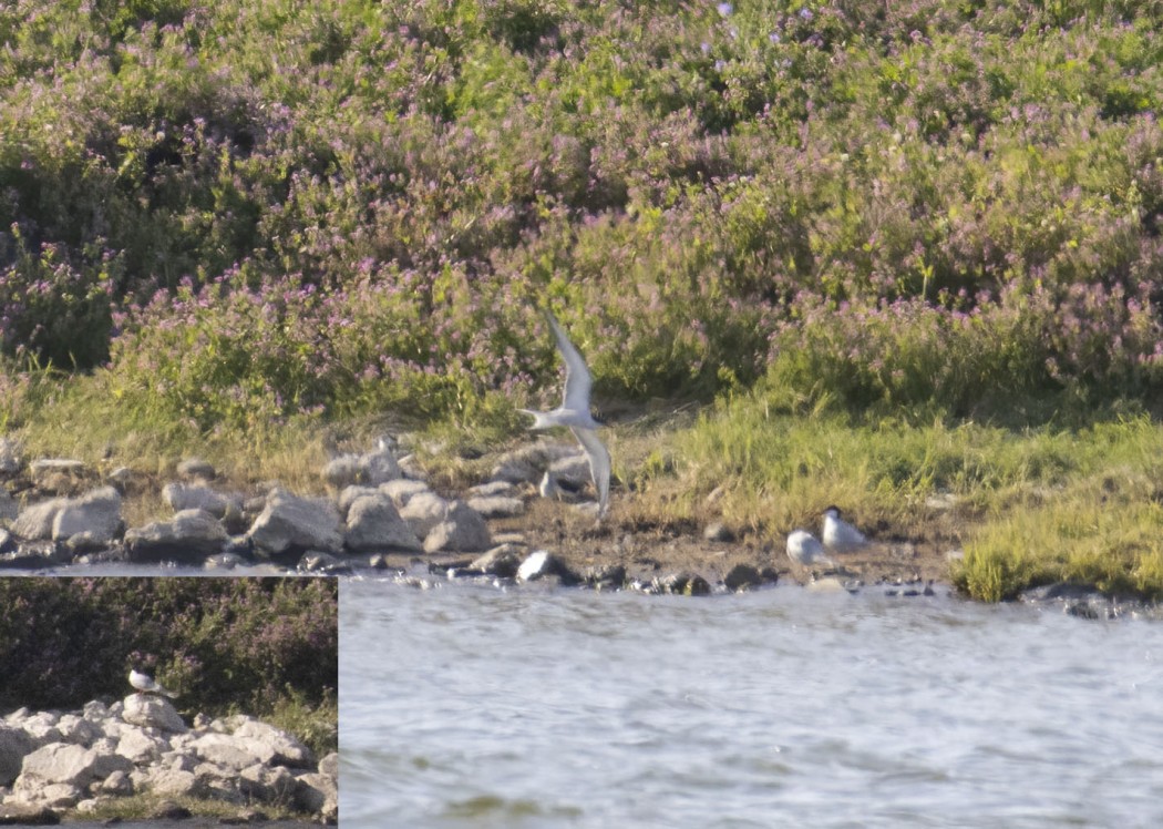 Common Tern