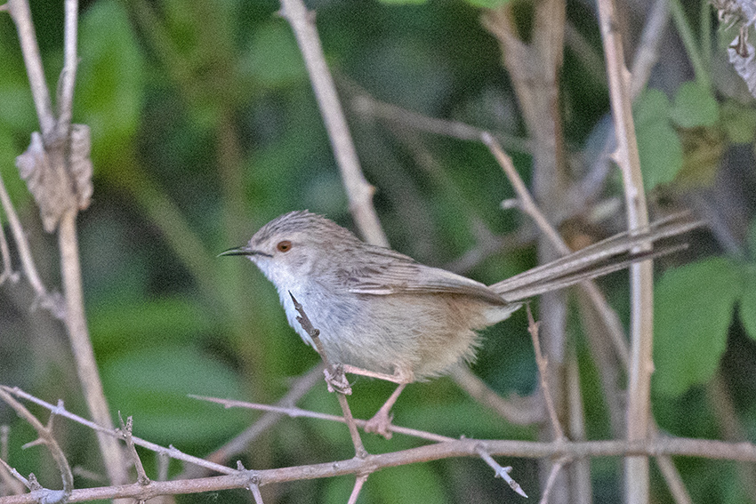 Delicate Prinia