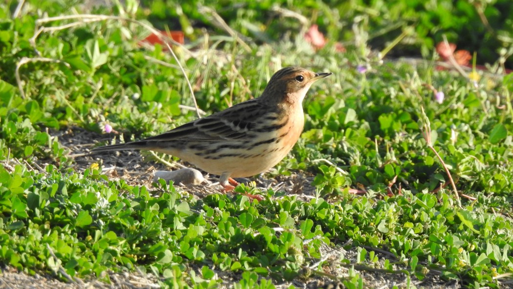 Red-throated Pipit