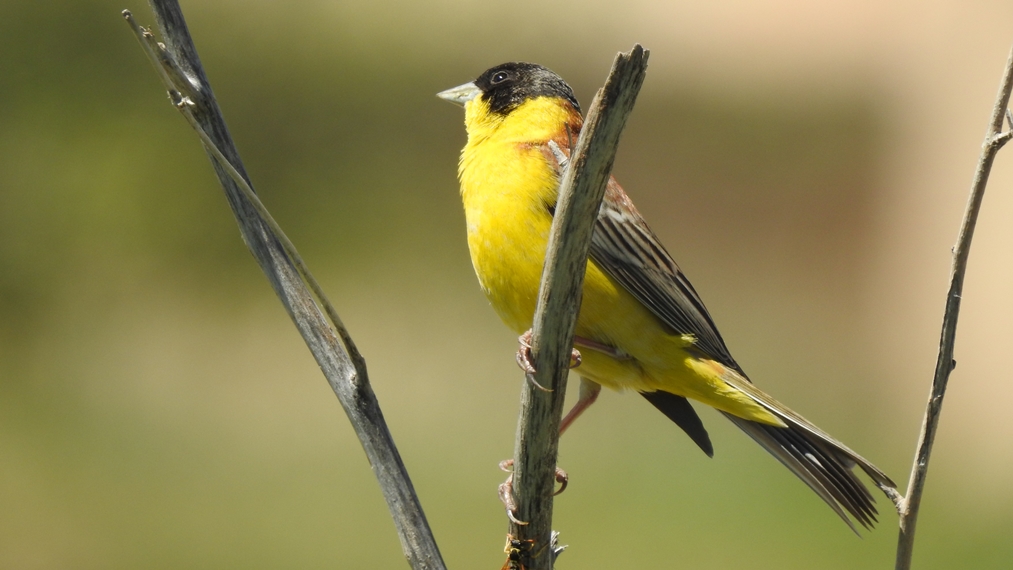 Black-headed Bunting