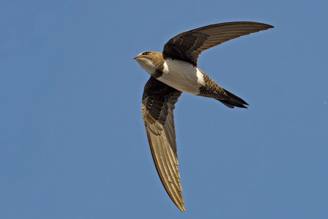 Alpine Swift