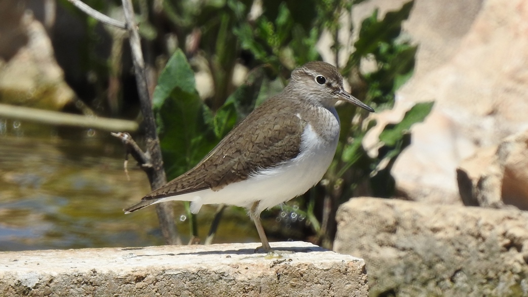 Common Sandpiper