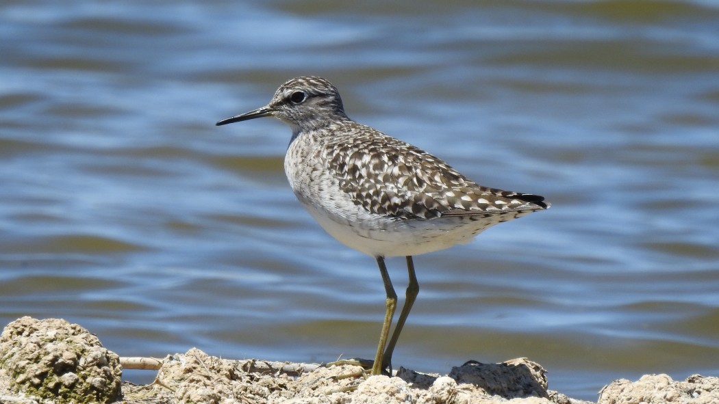 Wood Sandpiper