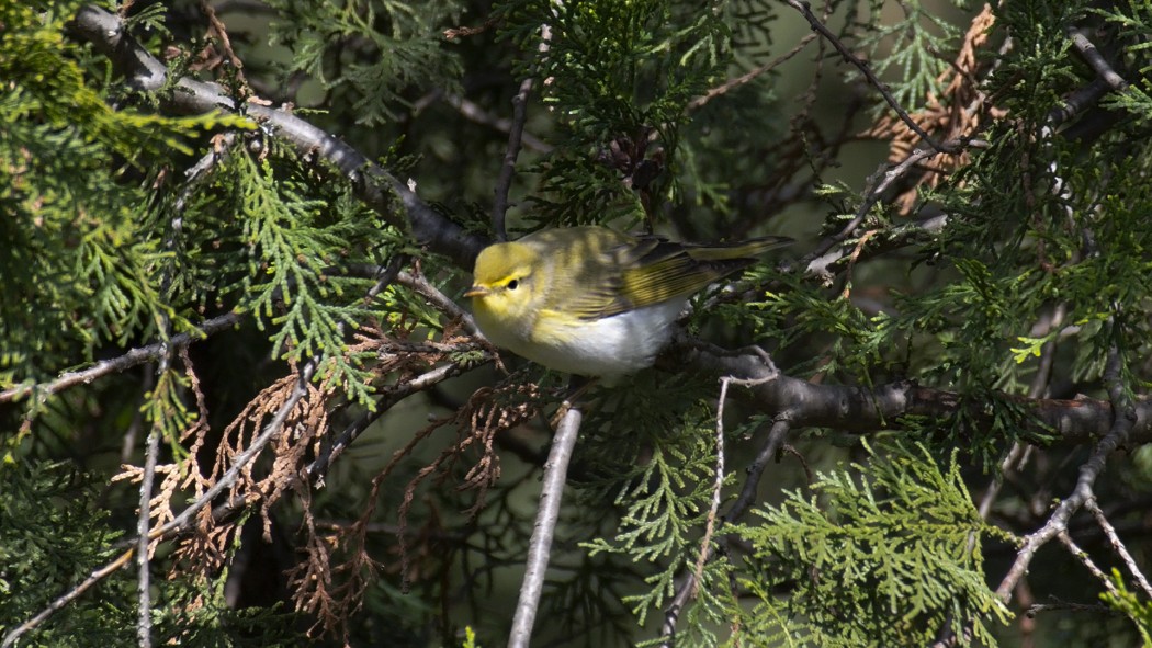 Wood Warbler