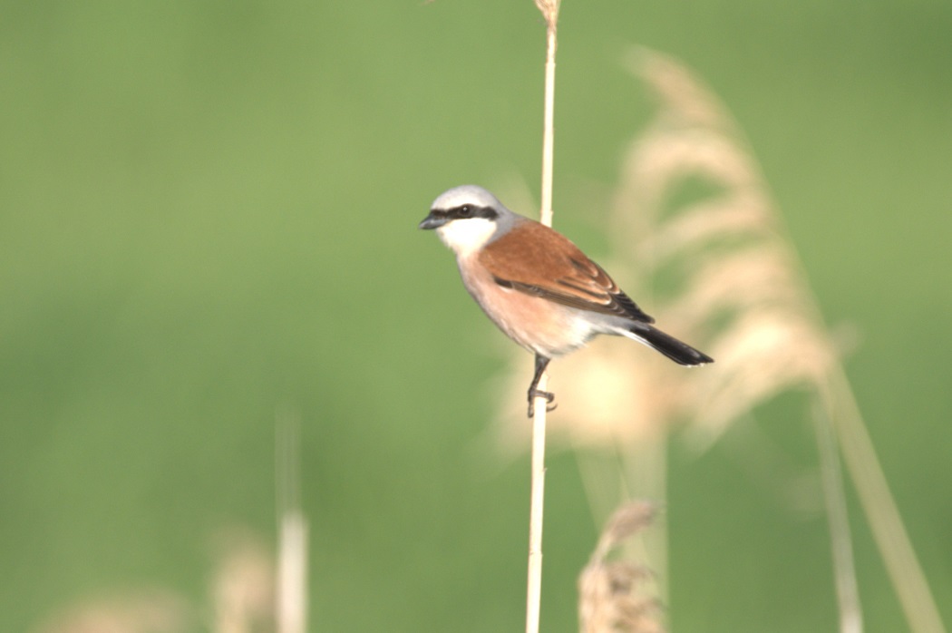Red-backed Shrike
