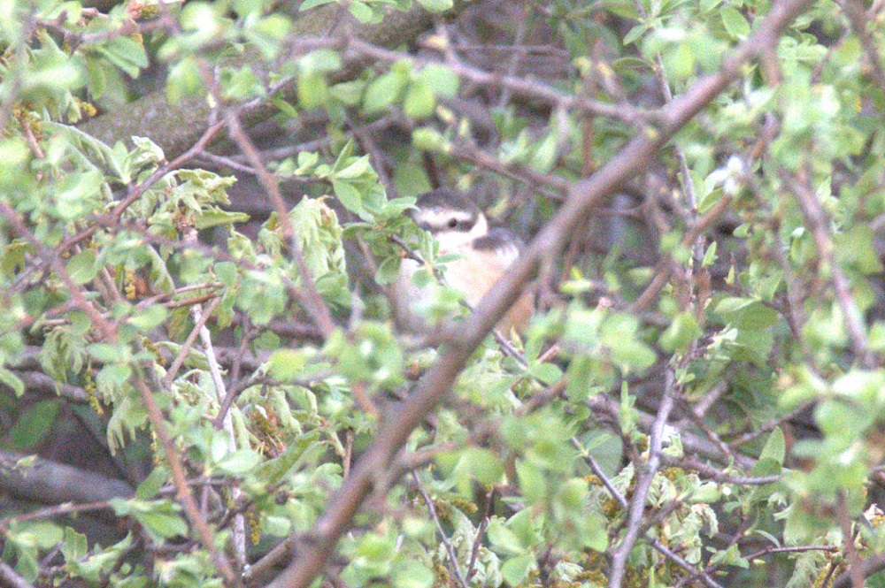 Masked Shrike