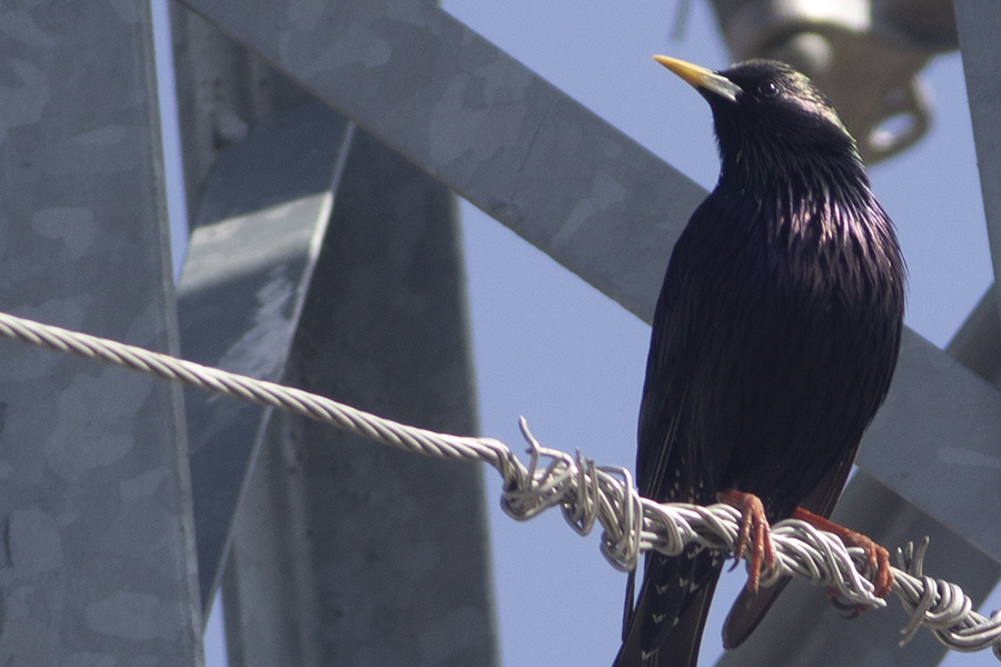 Common Starling