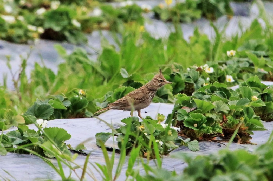Crested Lark