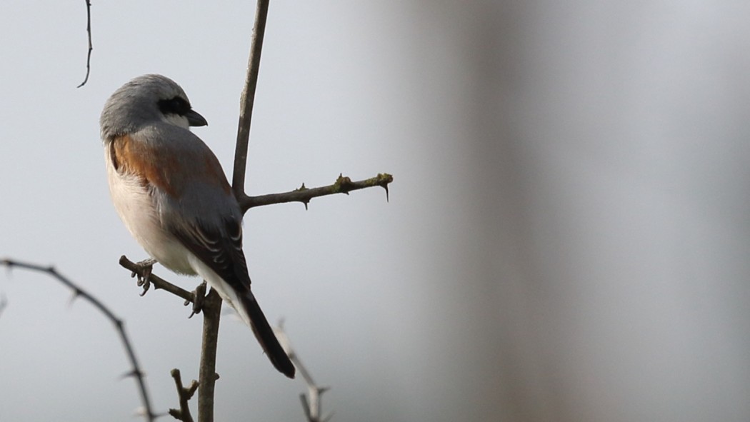 Red-backed Shrike