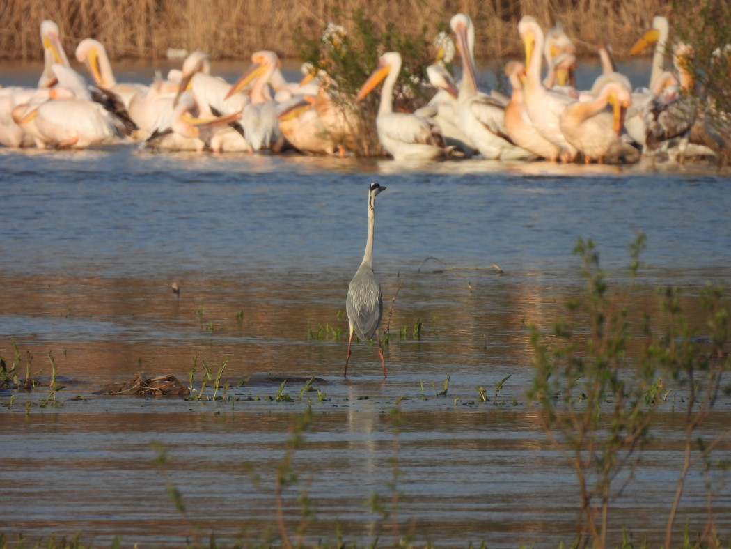 Grey Heron