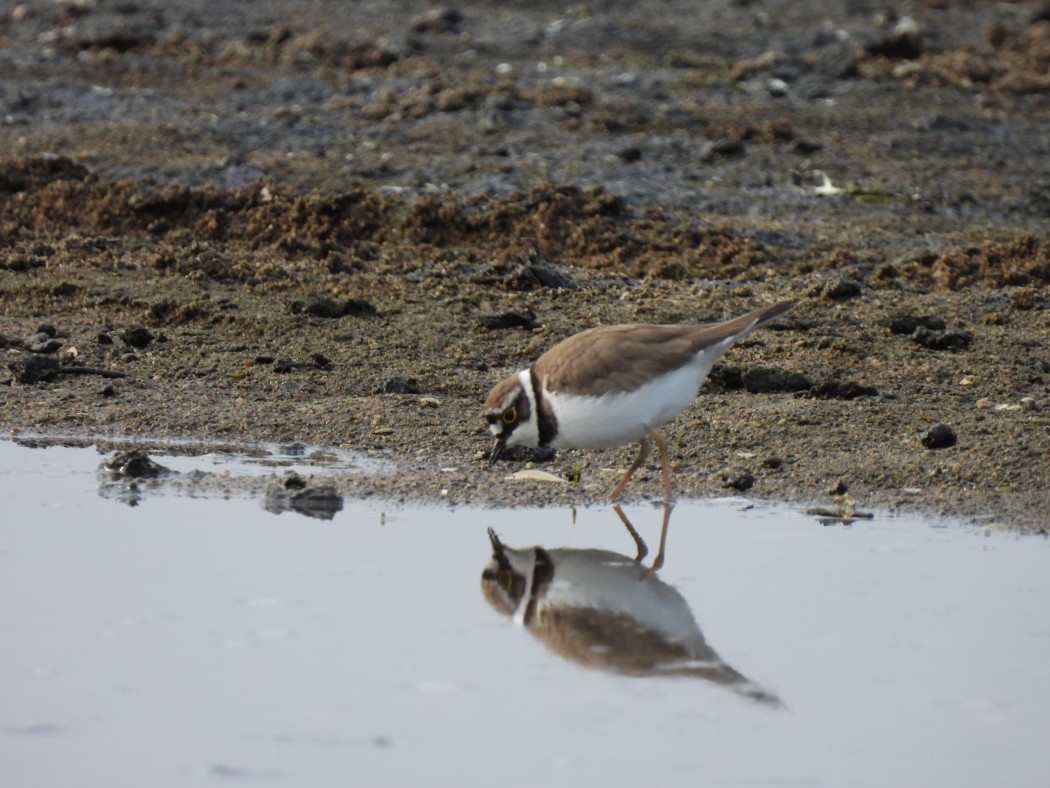 Little Ringed Plover