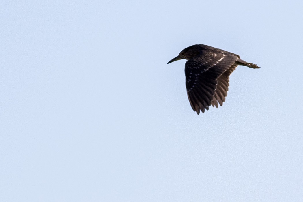 Black-crowned Night Heron