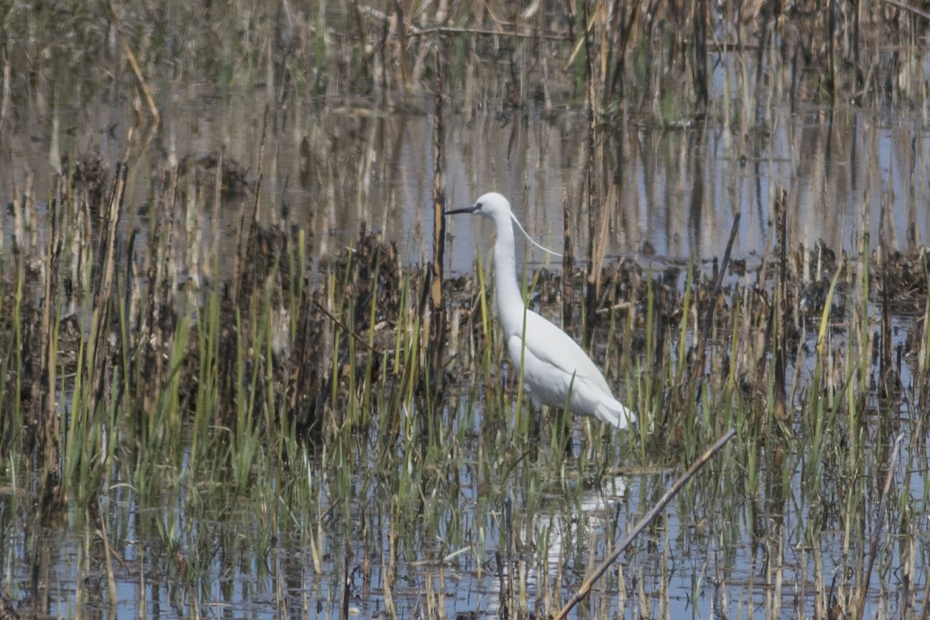 Little Egret