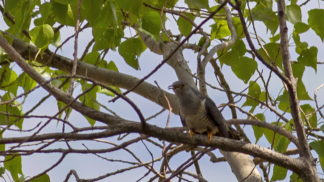 Common Cuckoo