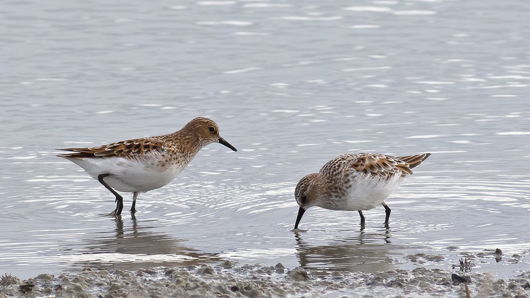 Little Stint