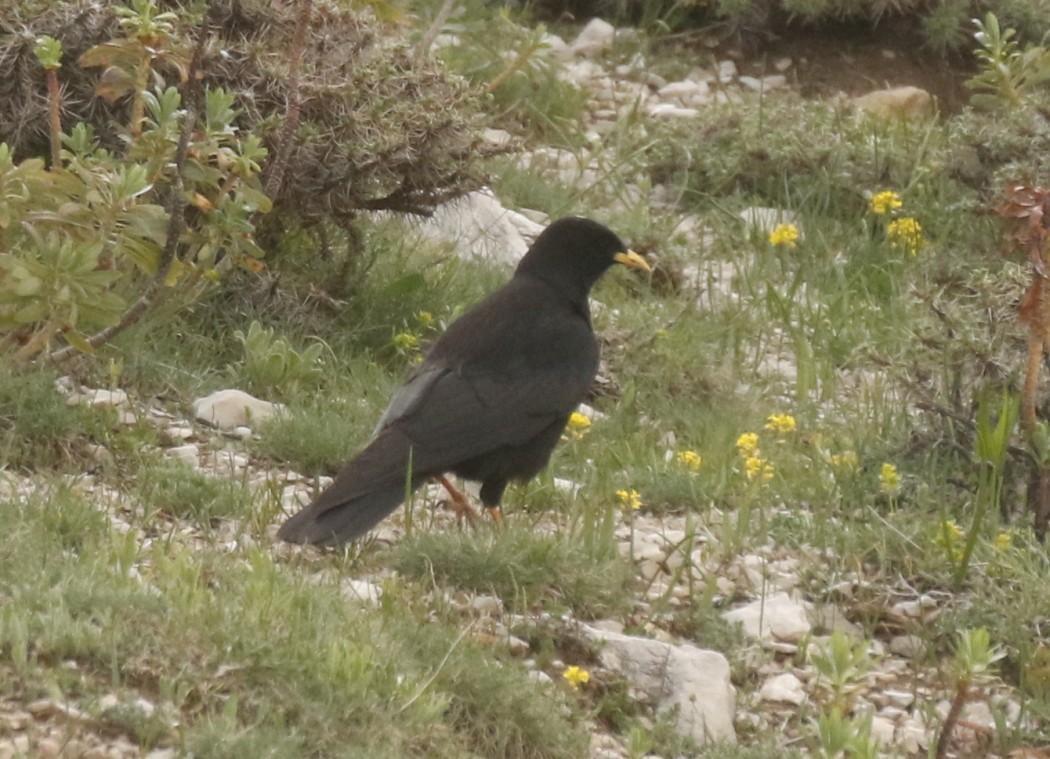 Alpine Chough