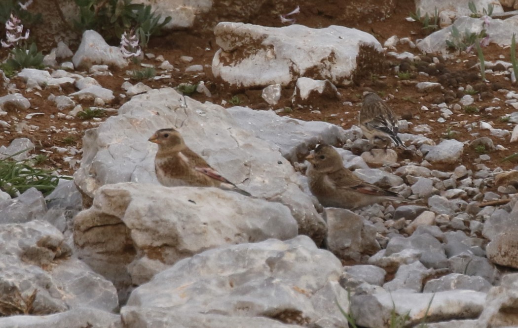 Crimson-winged Finch