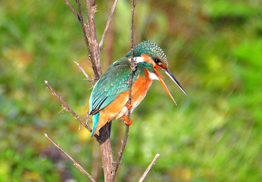 Common Kingfisher