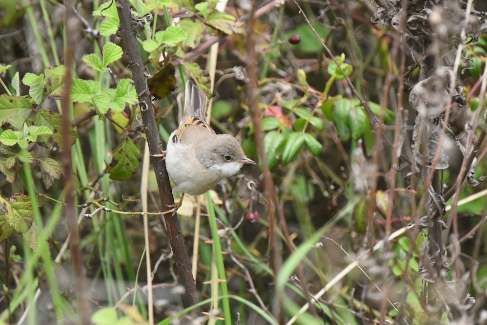 Common Whitethroat