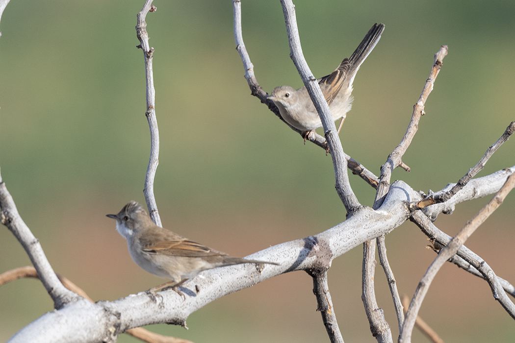 Common Whitethroat