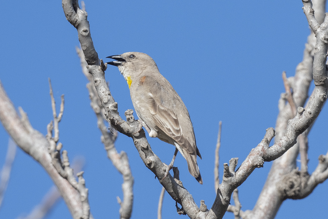 Yellow-throated Sparrow