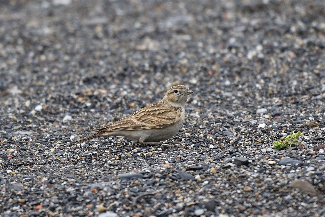 Greater Short-toed Lark