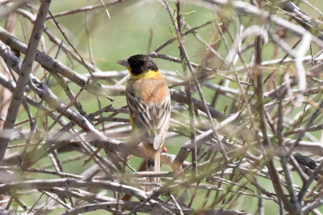 Black-headed Bunting