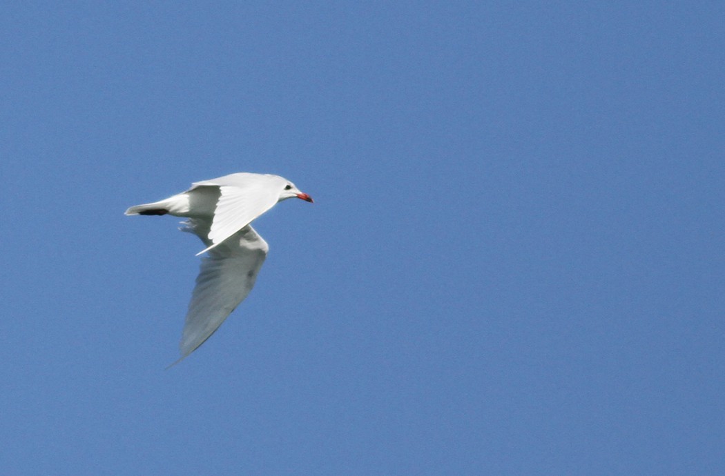 Audouin`s Gull