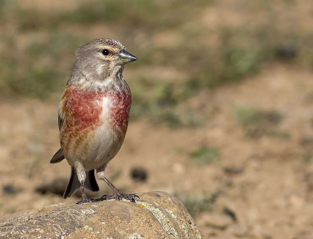 Common Linnet