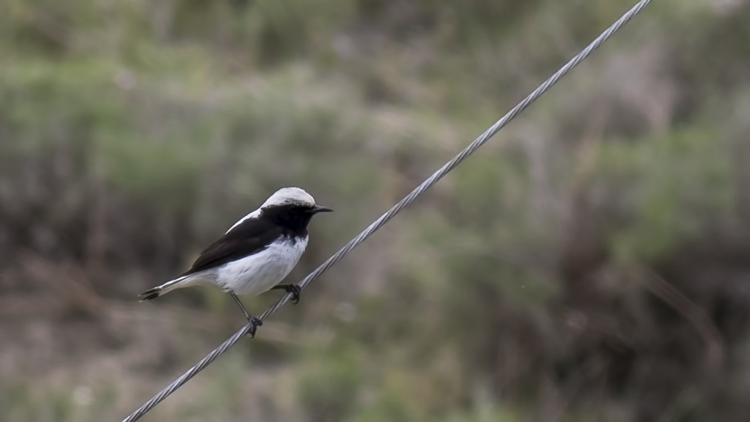 Finsch`s Wheatear