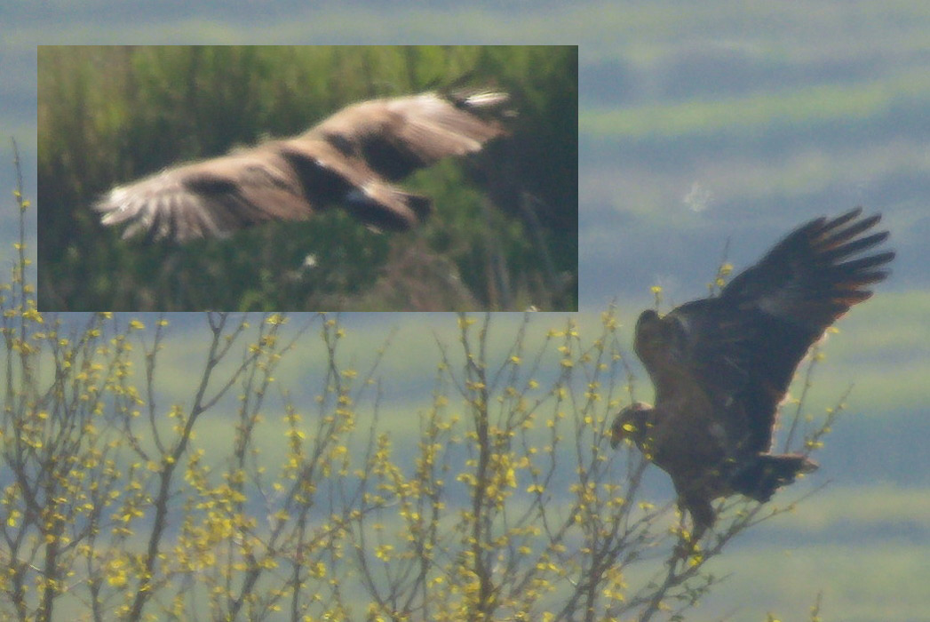 Lesser Spotted Eagle
