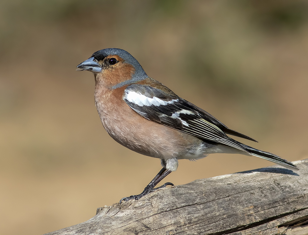 Eurasian Chaffinch