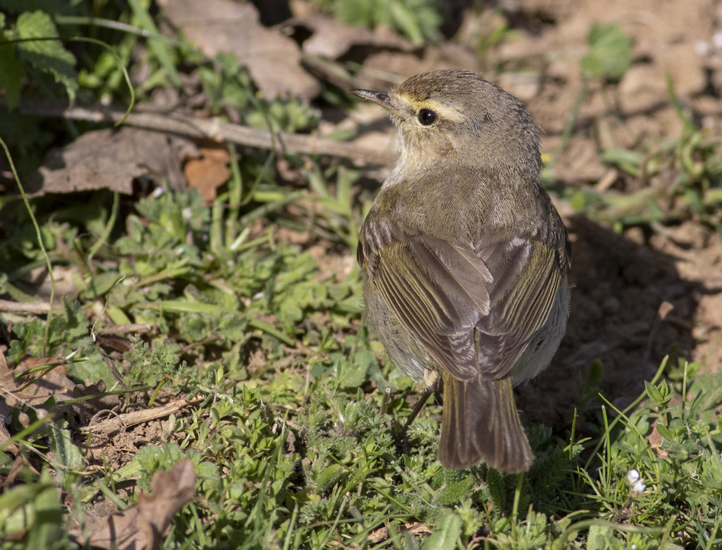 Common Chiffchaff