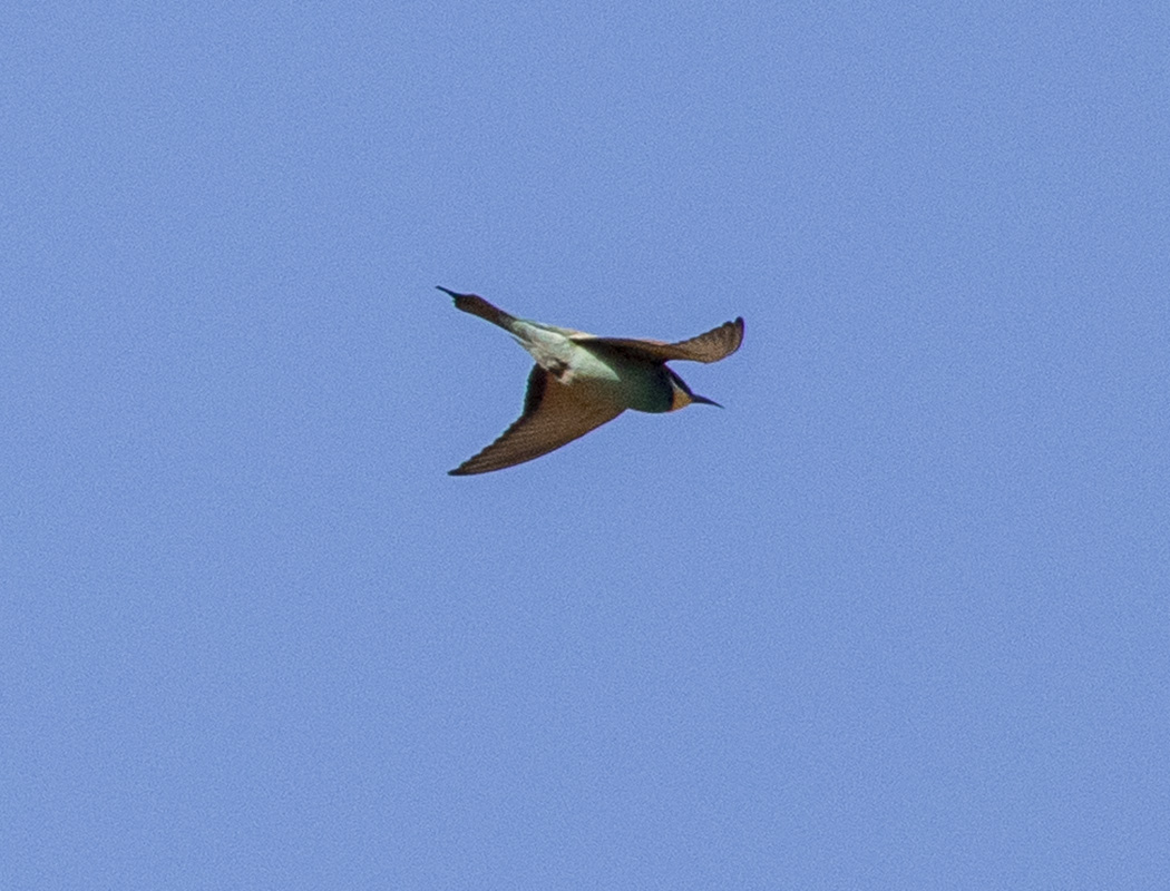 European Bee-eater
