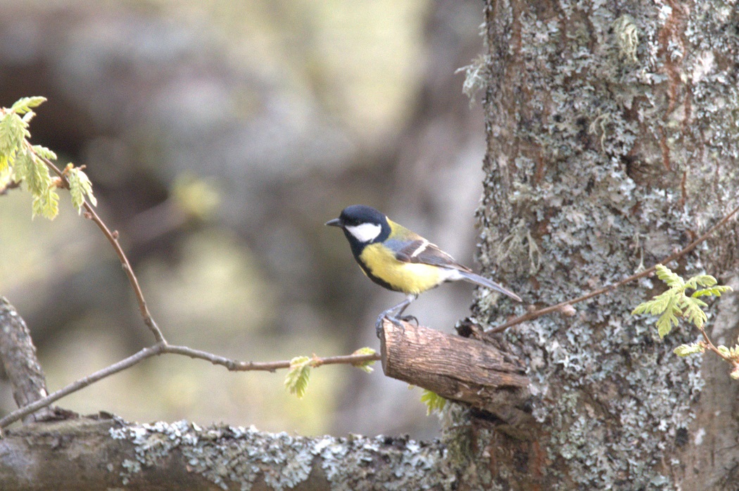 Great Tit