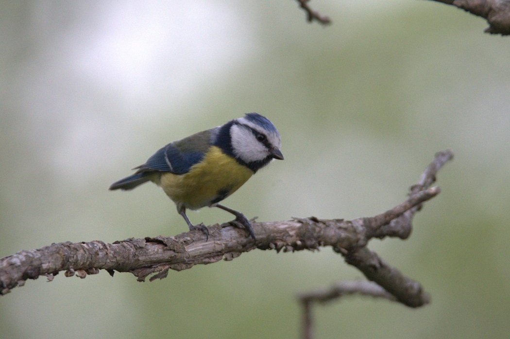Eurasian Blue Tit