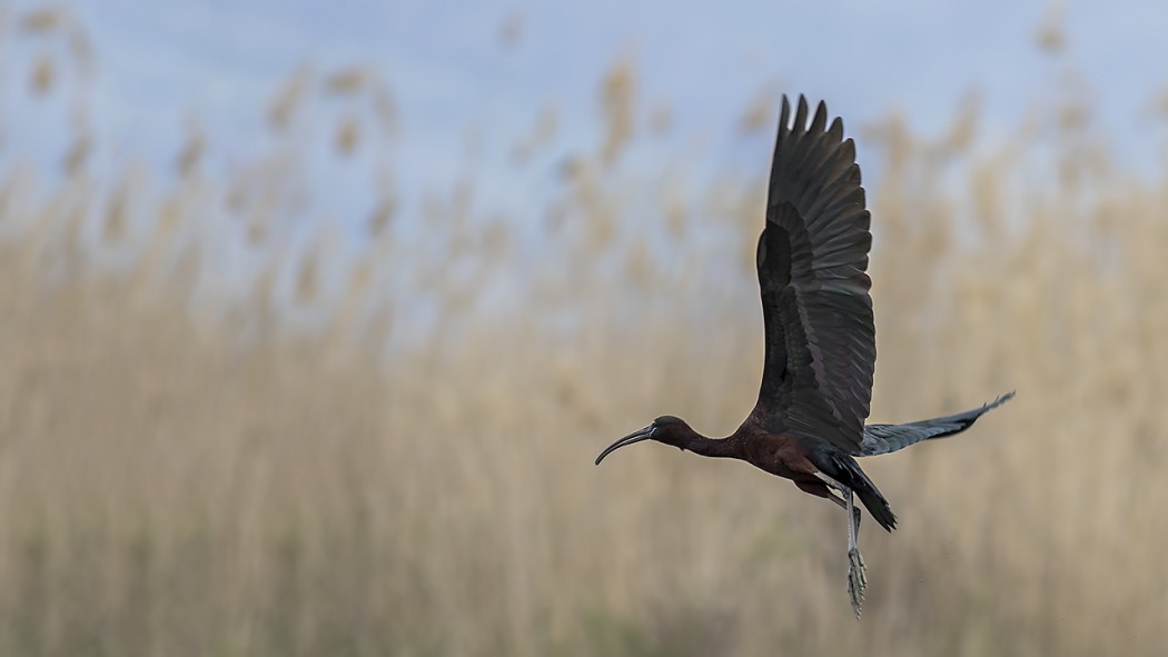 Glossy Ibis