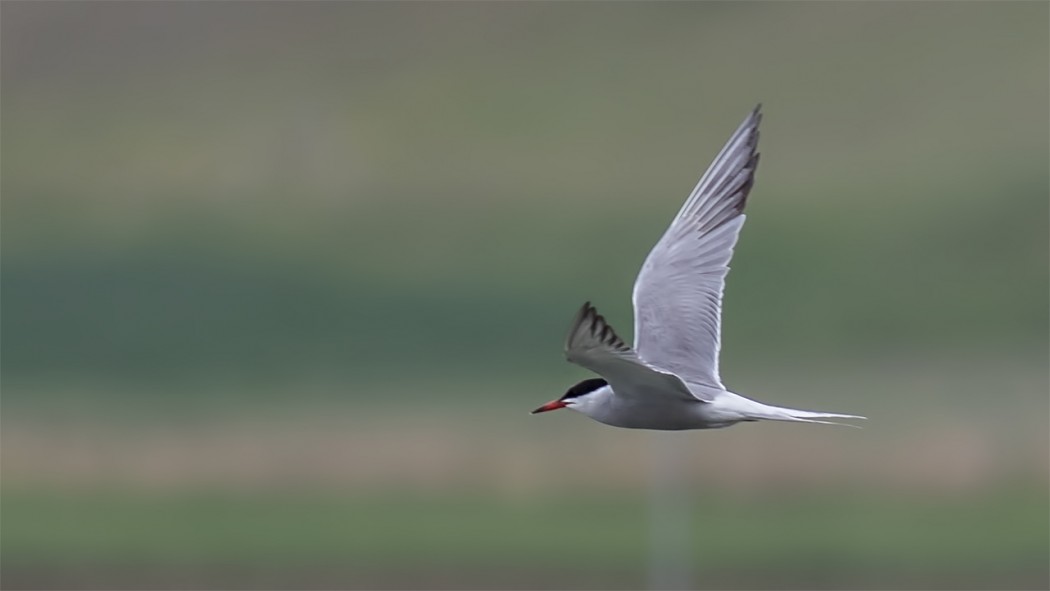 Common Tern