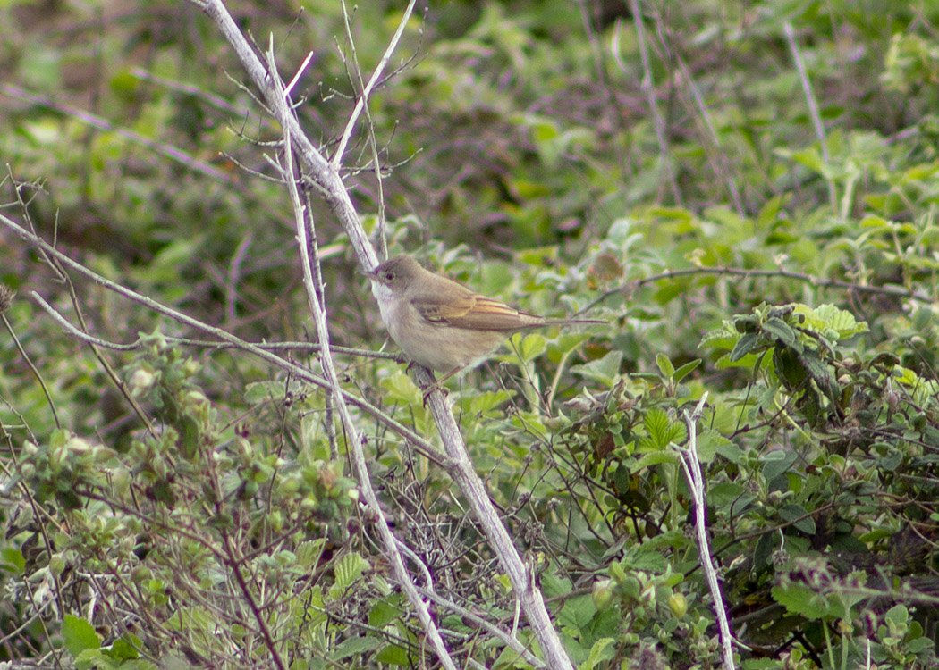 Common Whitethroat