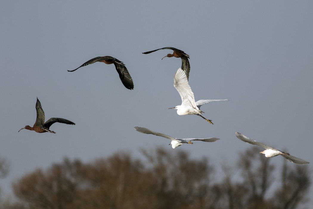 Glossy Ibis