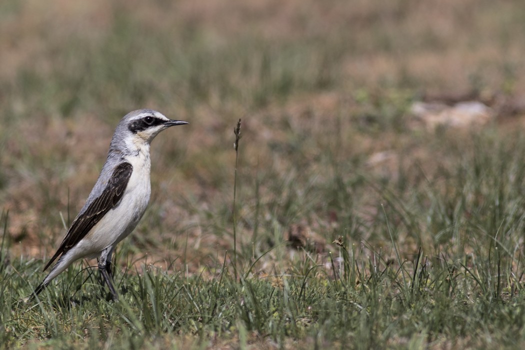 Northern Wheatear