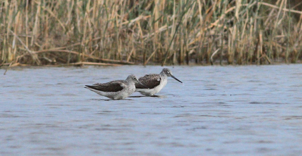 Common Greenshank