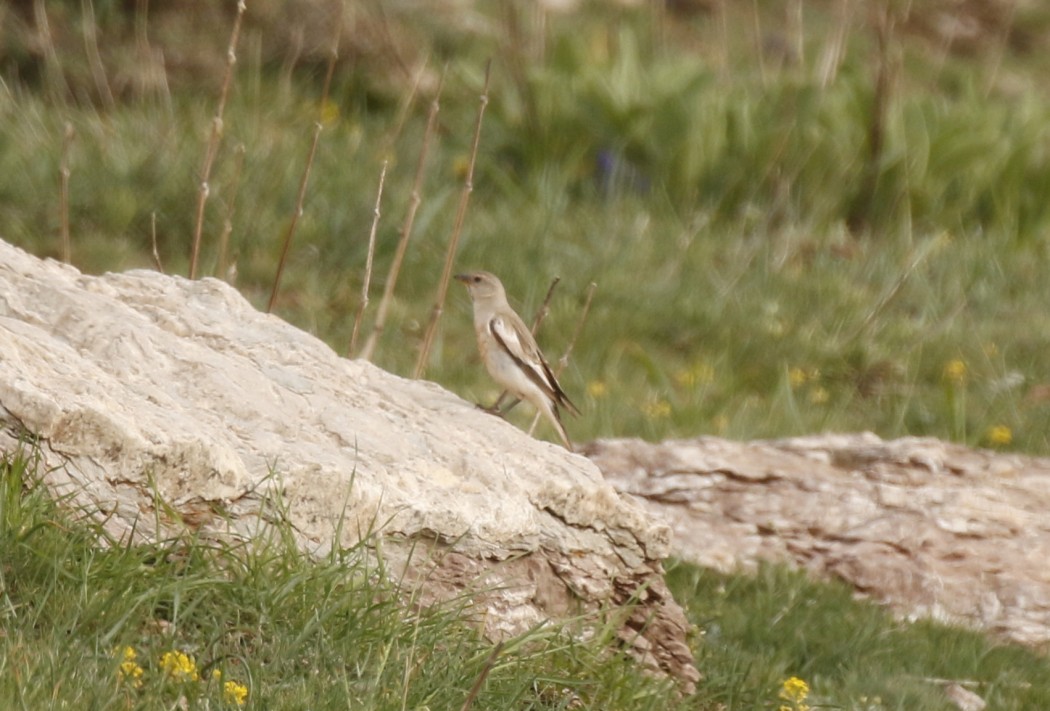 White-winged Snowfinch