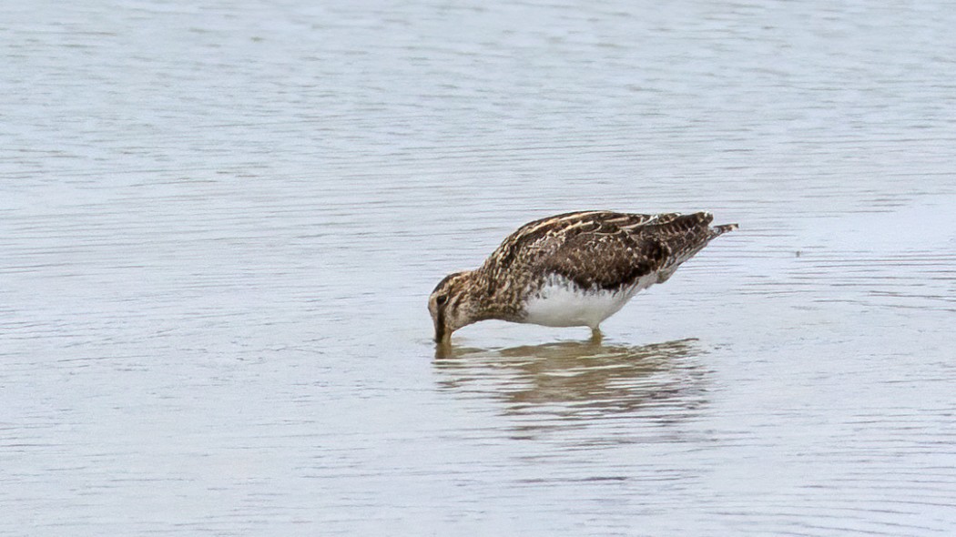 Common Snipe