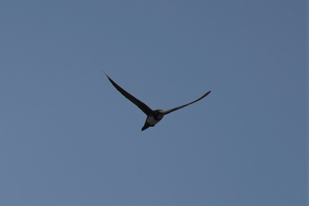Alpine Swift