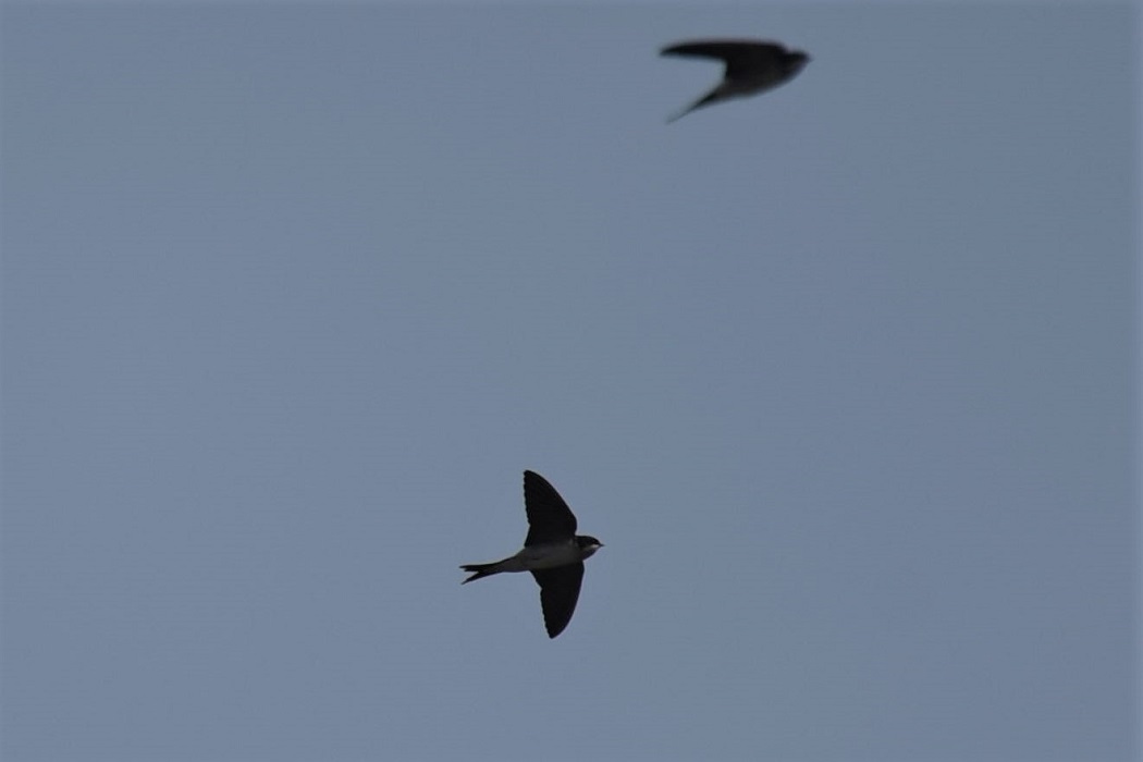 Western House Martin