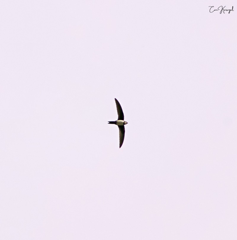 Alpine Swift