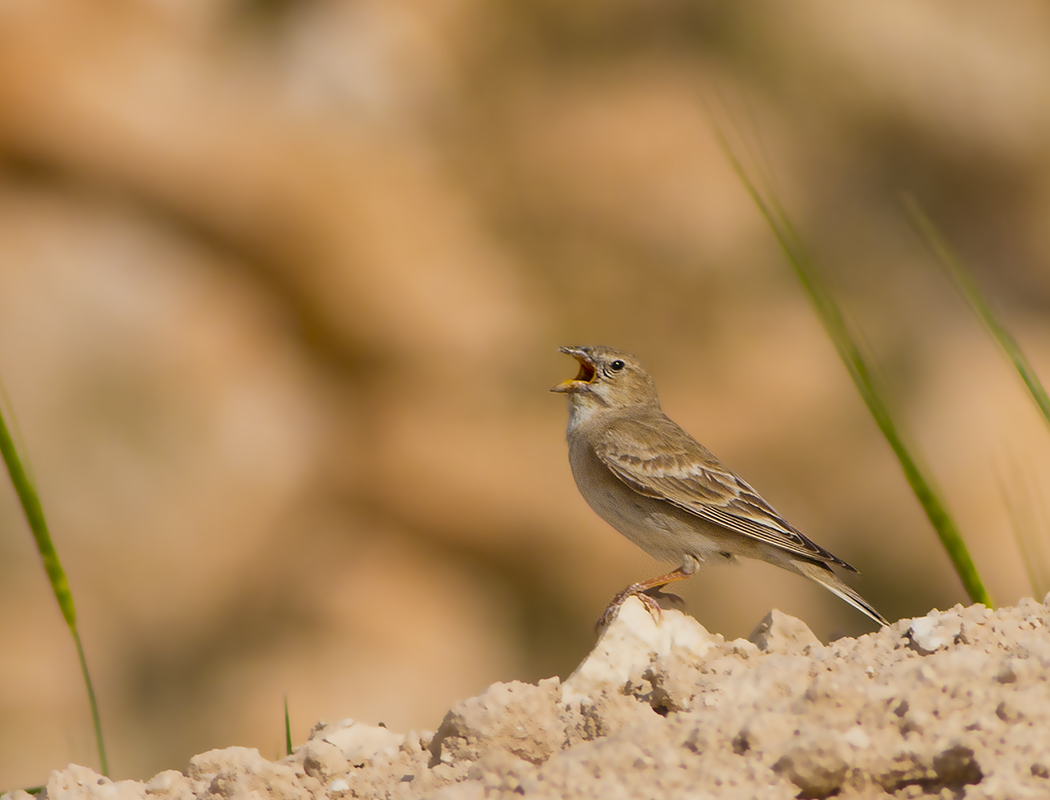 Pale Rockfinch