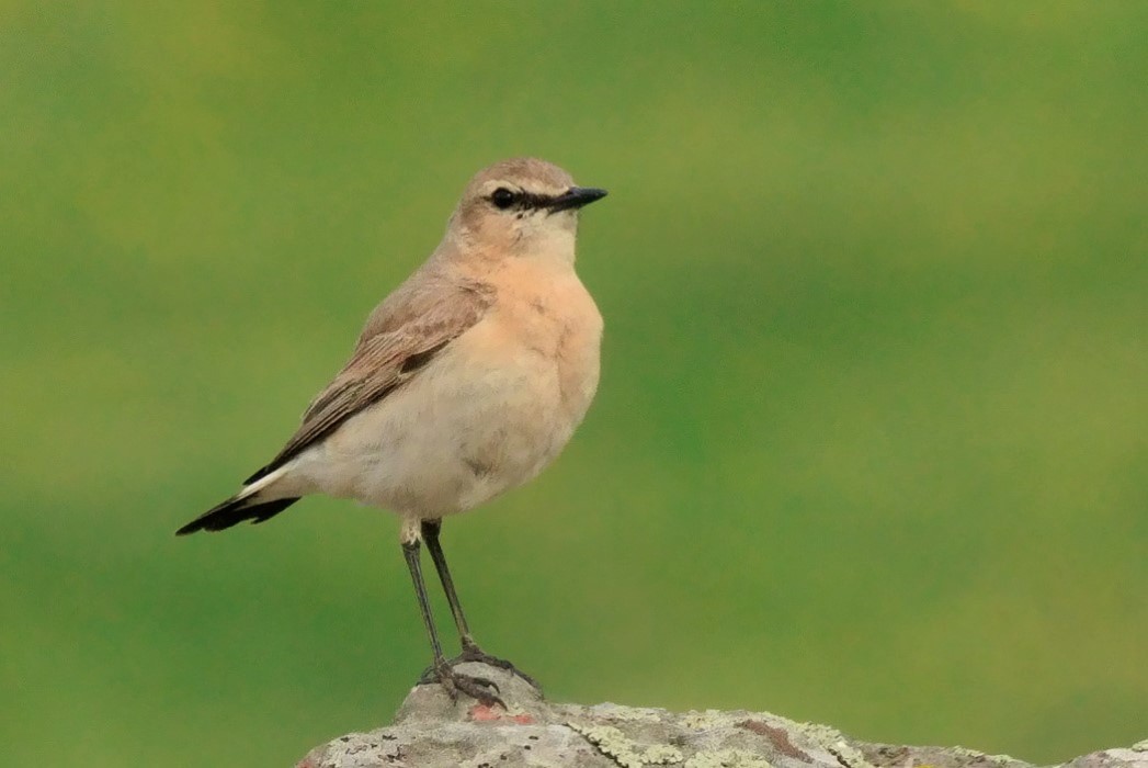 Isabelline Wheatear
