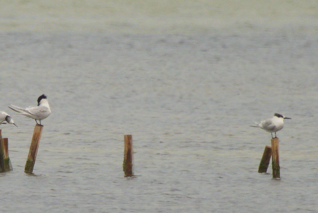 Sandwich Tern